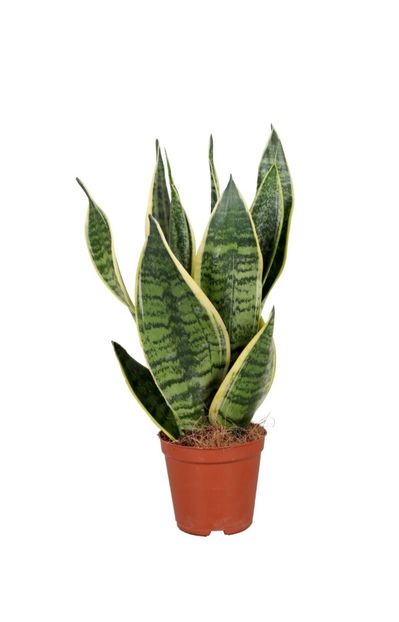 Screenshot_20220830-150938_Chrome - CAUT