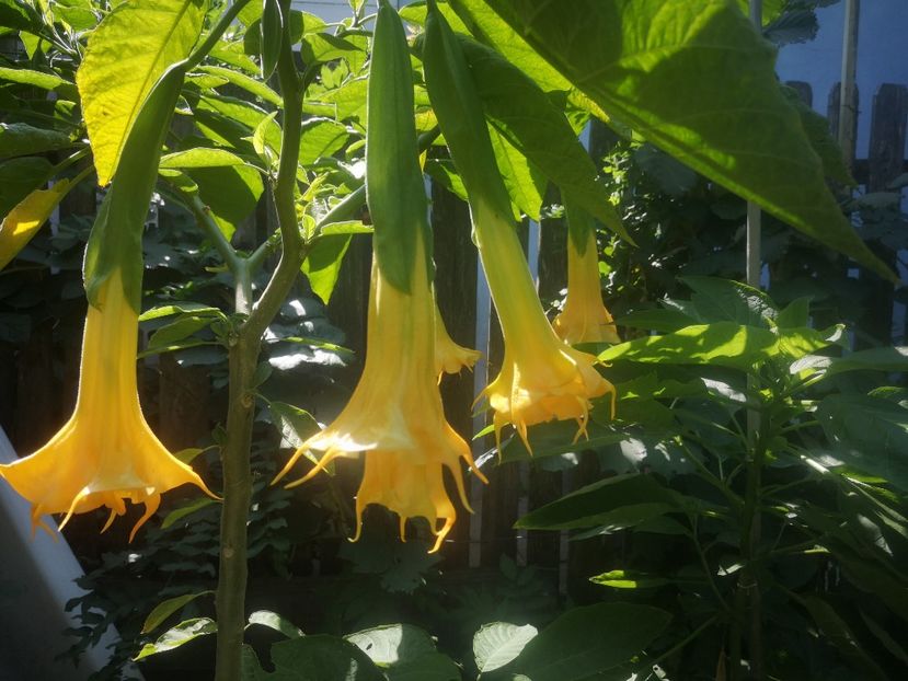 Langenbucher Gartden - Brugmansii 2022