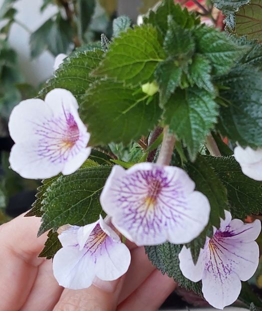  - Ambroise Verschaffelt