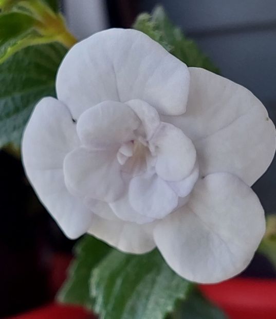  - Double Picotte Rose
