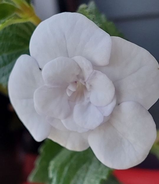  - Double Picotte Rose