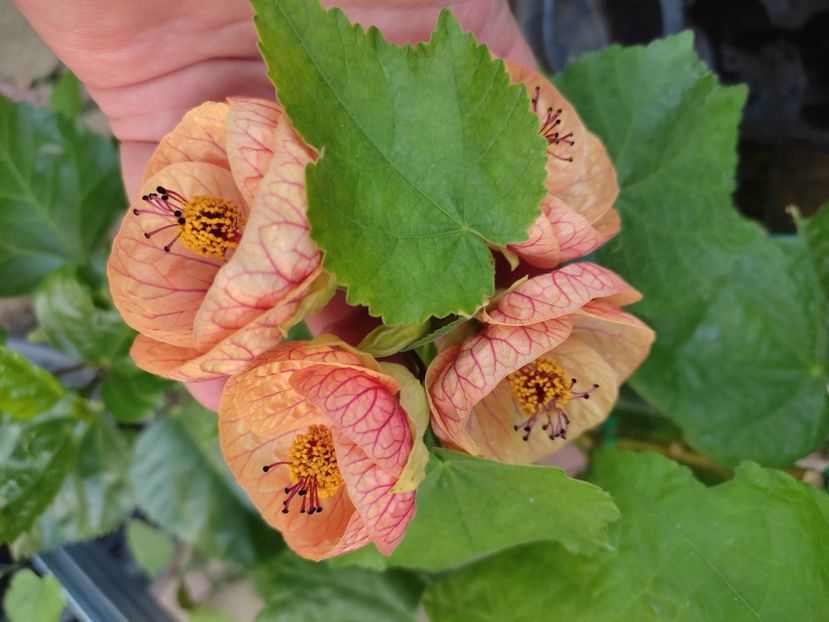  - ABUTILON