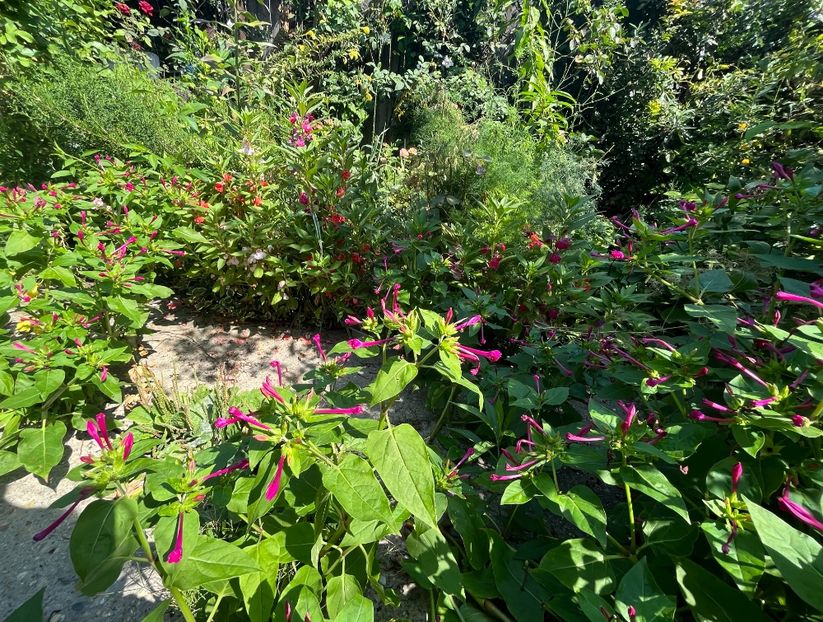 2191CB4E-8226-4E06-8AFC-EEE036B2B67D - Flori 2022 2023