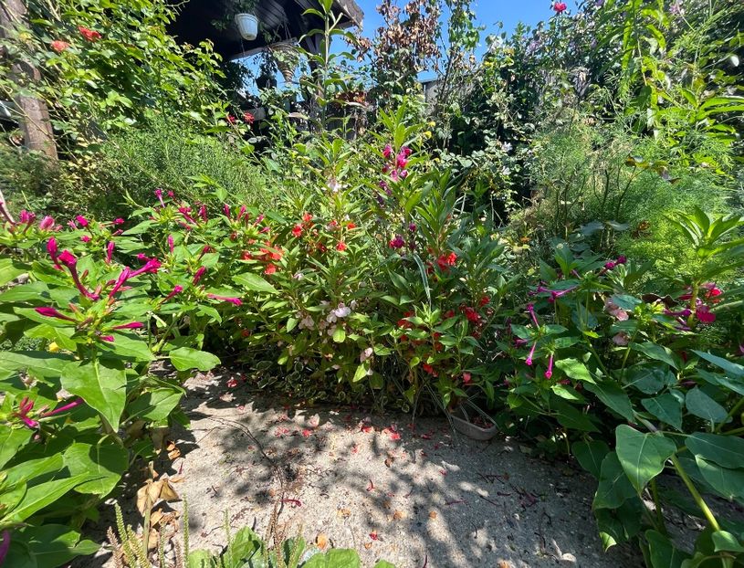 FF99E610-8094-4B1E-A69A-F6A2228DE3C5 - Flori 2022 2023