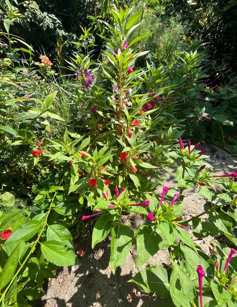 3F996D26-9CD2-4863-8418-4BA58FF8B11C - Flori 2022 2023