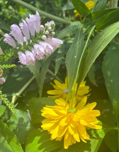 FCB2F5C8-F414-48D7-9F4E-36AA38BB877B - Flori 2022 2023