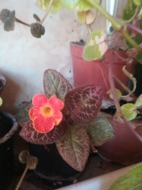  - a a a- de identificat