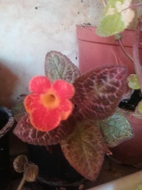  - a a a- de identificat