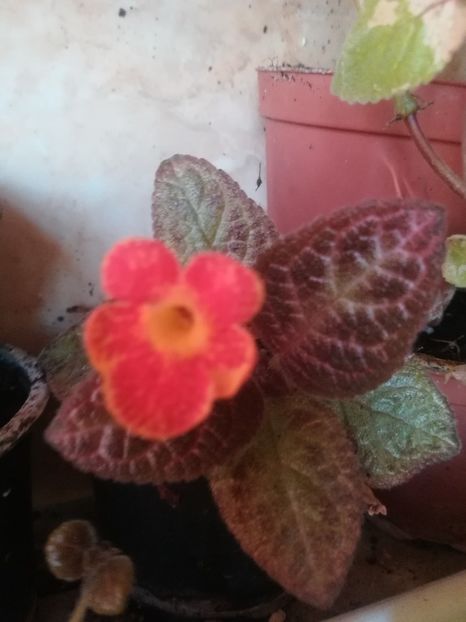  - a a a- de identificat