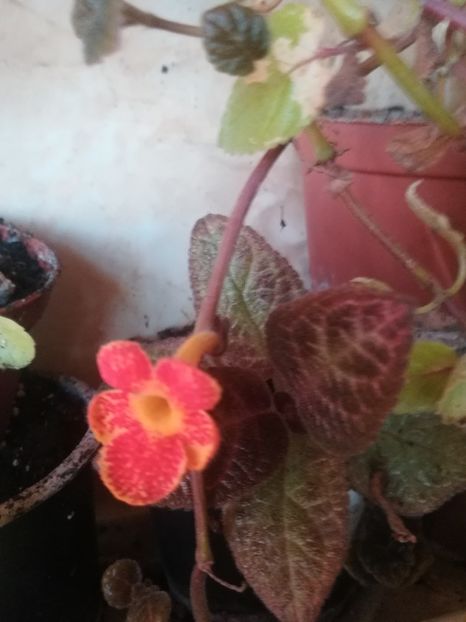  - a a a- de identificat