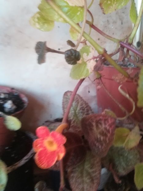  - a a a- de identificat