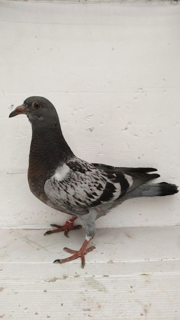 vandut - De vânzare voiajori pui 2022