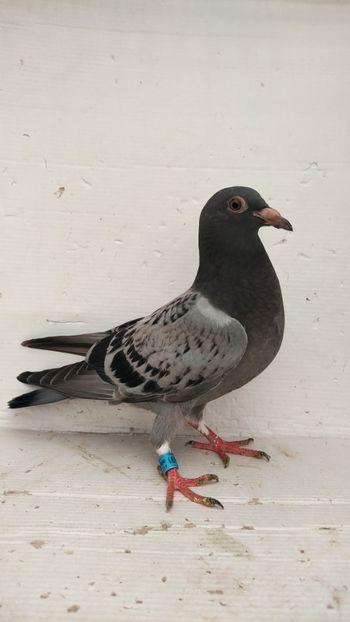 vandut - De vânzare voiajori pui 2022