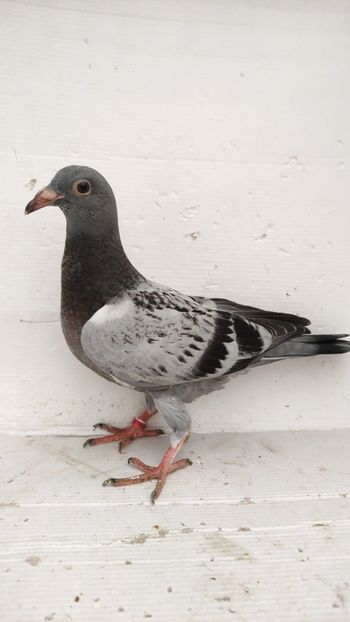 vandut - De vânzare voiajori pui 2022