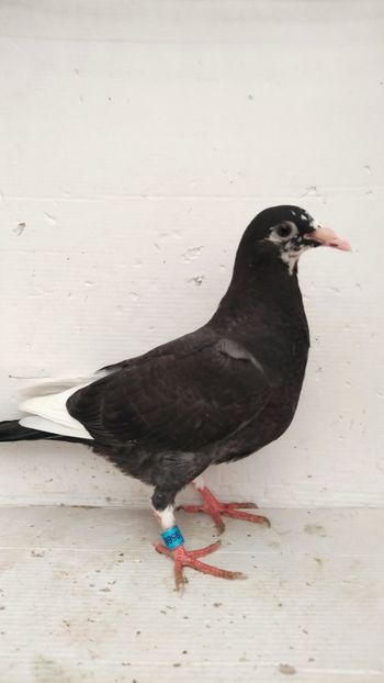  - De vânzare voiajori pui 2022