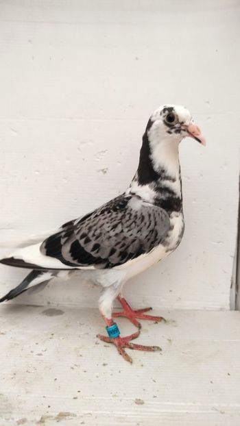 vandut - De vânzare voiajori pui 2022