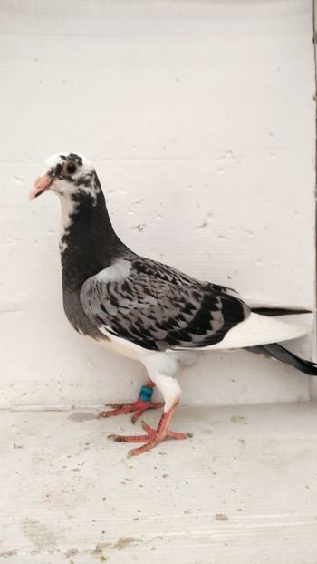  - De vânzare voiajori pui 2022