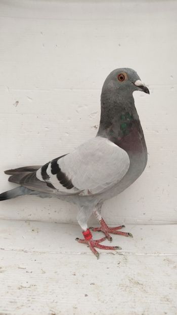  - De vanzare voiajori 2