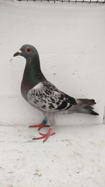  - De vanzare voiajori 2