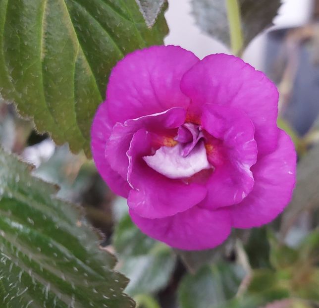  - PURPLE MYSTERY