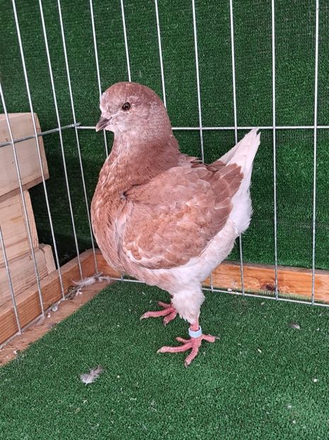 received_477010530505815 - KINGI PUI 2022