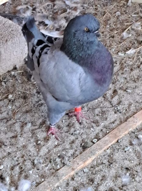 received_3229176964077452 - KINGI PUI 2022