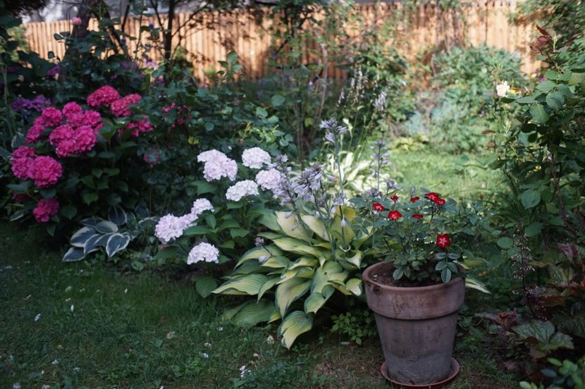  - Hortensii 2018- 2019