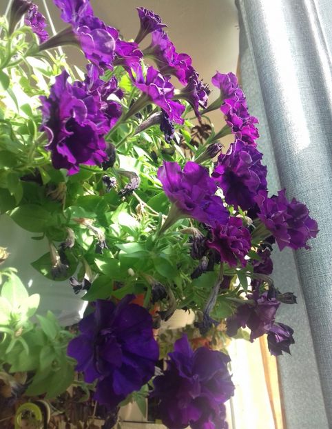  - Linişte şi flori