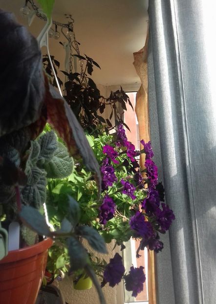 In timpul zilei cu draperiile trase - Linişte şi flori