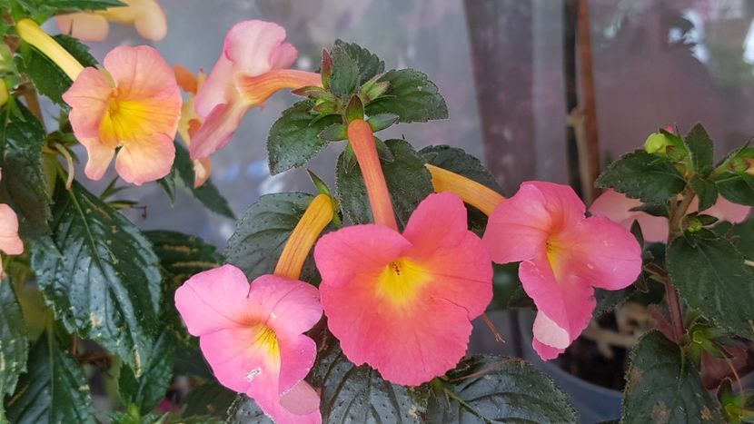  - Peach Cascade p