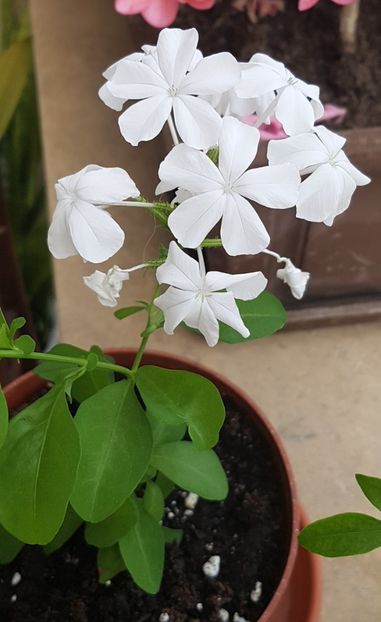 Plumbago alb - Plumbago- jasminum azoricum -acalipha