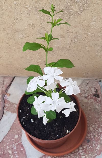 Plumbago alb - Plumbago- jasminum azoricum -acalipha