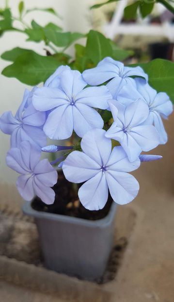 Plumbago bleu - Plumbago- jasminum azoricum -acalipha