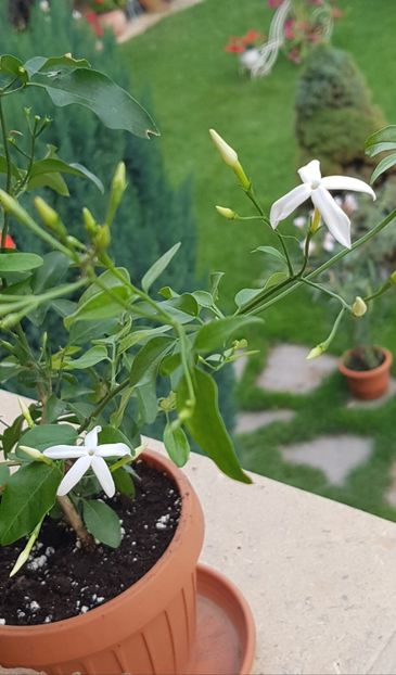 Jasminum azoricum - Plumbago- jasminum azoricum -acalipha