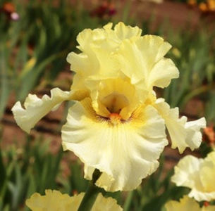 AA-Easy To Please-84cm--55$...... - ACHIZITII IRISI-2022