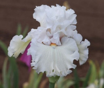 AA-Kiss The Bride-102 cm-55$ - ACHIZITII IRISI-2022