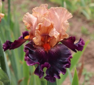 AA-Scary Tales-91 cm-55$ - ACHIZITII IRISI-2022