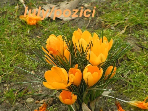 Iulypozici