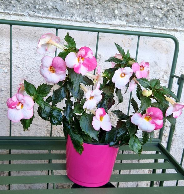  - Christmas Lollypop