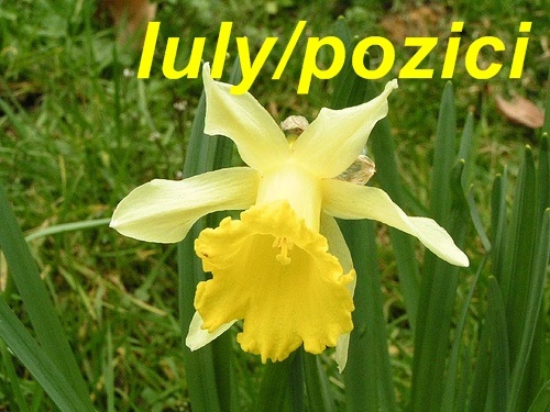 Iulypozici