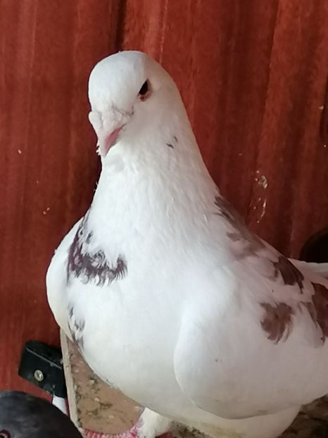  - Voiajori standard 31-08-2022