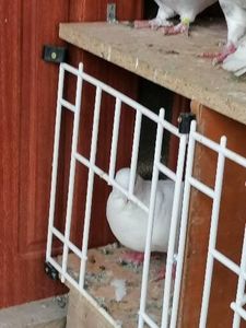  - Voiajori standard 31-08-2022