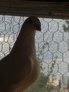  - Voiajori standard 31-08-2022