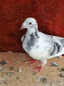  - Voiajori standard 31-08-2022