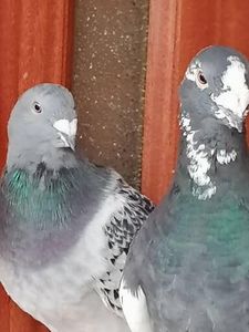  - Voiajori standard 31-08-2022