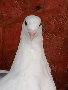  - Voiajori standard 31-08-2022