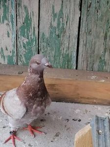  - Voiajori standard 31-08-2022