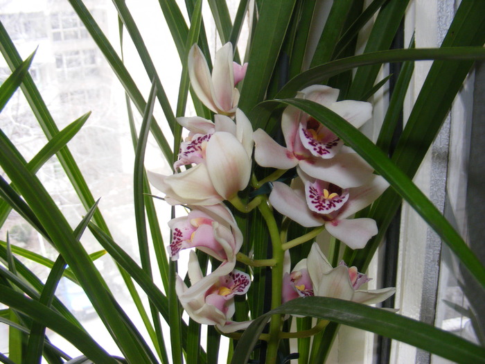 cymbidium2 - orhidee