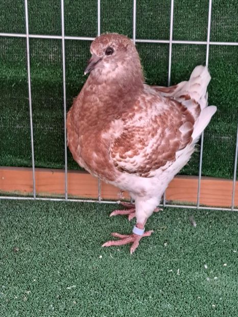 IMG-20220827-WA0005 - KINGI PUI 2022