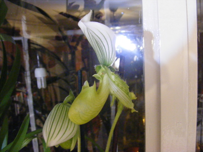 paphiopedilum green stripes - orhidee